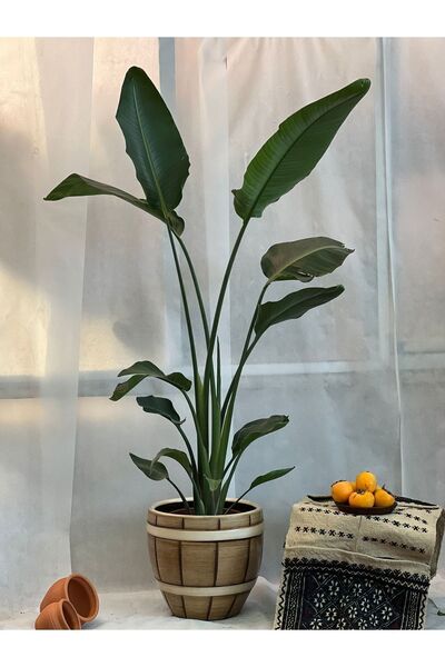 Genel Markalar Starliçe Cennet Kuşu Strelitzia Nicolai Büyük Boy 170 Cm
