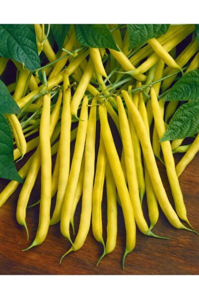 Tohum Dünyası 10 Adet Sarı Çalı Fasulyesi Tohumu- Siyah Taneli