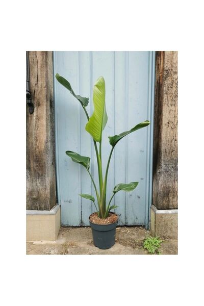 CoolConceptFlower 80-100 Cm Starliçe Nicolai