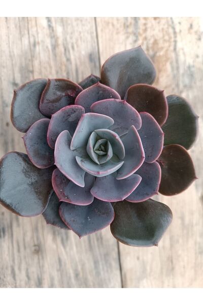 PLANTİS BOTANİK Echeveria dusty rose 9cm saksılı sukulent