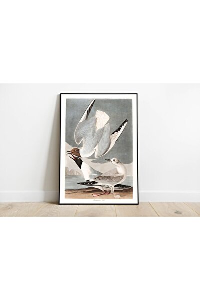 Pegziz Kuş Türleri Sanatsal Duvar Dekorasyon Poster 60x90cm.