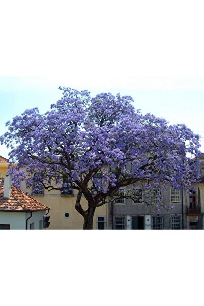 doğaşık 3 Adet Tüplü Kaliteli Pavlonya Fidanı - Kolay Dikim Ve Bakım 1 Yaşında