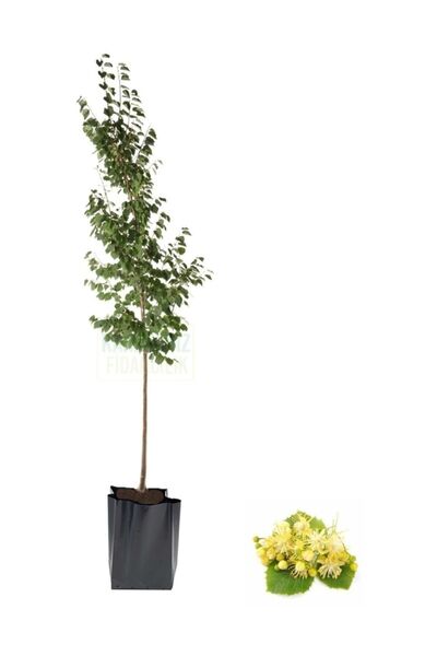 bahçevilya Ihlamur Fidanı Tüplü Fidan 80 Cm - 100 Cm Boylarında
