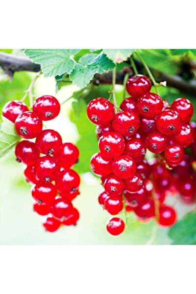 AnkaBahçe Tüplü Salkım Mini Meyveli Frenk Üzümü Fidanı