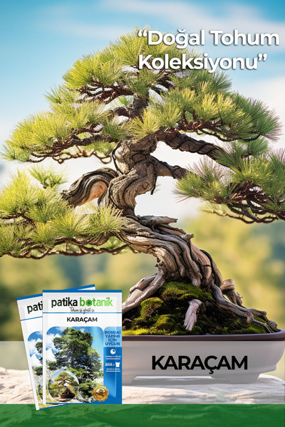 Patika Botanik 20 Adet Karaçam Ağaç Tohumu