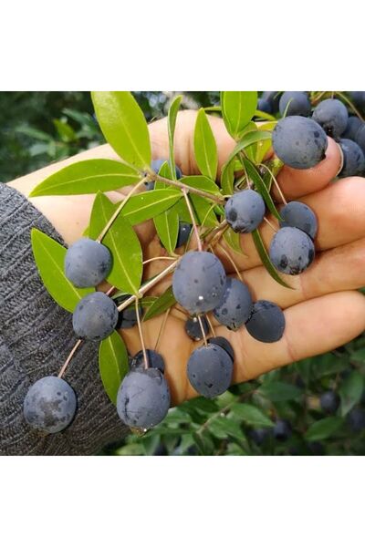 AnkaBahçe Siyah Mersin (Murt) Fidanı 20-30 cm