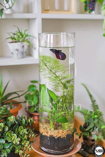 Paşabahçe Delizli El Imalati 60 Cm - El Işciliği Silindir Vazo 3 Mm Cam Kalınlığında Ps60 Kalın Taban