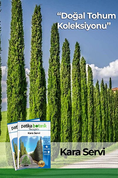 Patika Botanik 20 Adet Kara Servi Tohumu