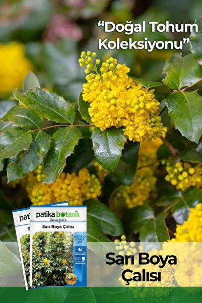 Patika Botanik 20 Adet Sarı Boya Çalısı Ağaç Tohumu