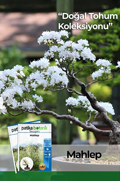 Patika Botanik 5 Adet Mahlep Ağaç Tohumu