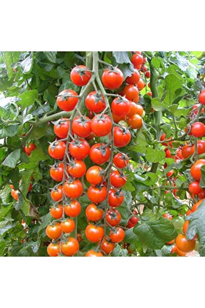 Sole Hollanda'dan Ithal Salkım Çeri(CHERRY) Domates Tohumu - 25 Tohum
