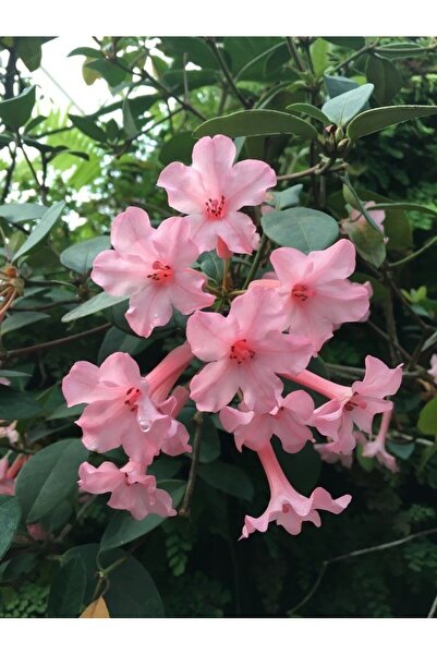 doğaşık Vangelya Gelin Tacı Fidanı Tüplü