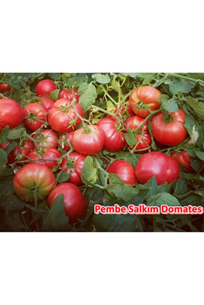 Sole Organik Pembe Salkım Domates Tohumu (25 Tohum)