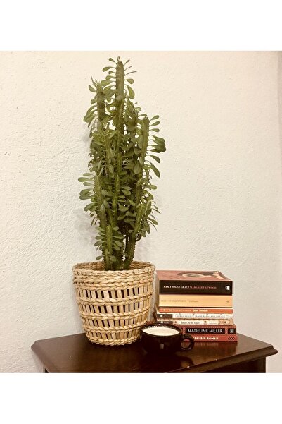 afralya home Hasır Saksılık Yuvarlak Çok Amaçlı Sepet Bahçe Düzenleyici Saksı...