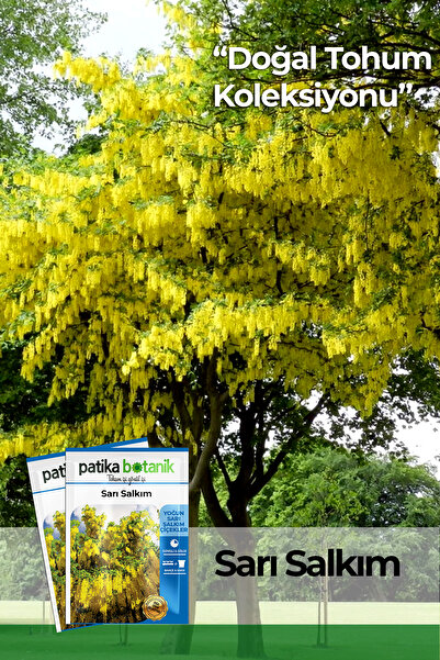 Patika Botanik 20 Adet Sarı Salkım Ağaç Tohumu