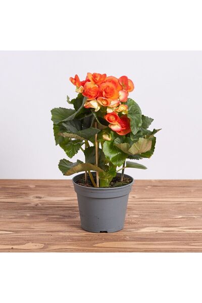 SYNETELLYA Begonya Çiçeği Begonia Tuberosa Bitkisi 20-30 cm Turuncu