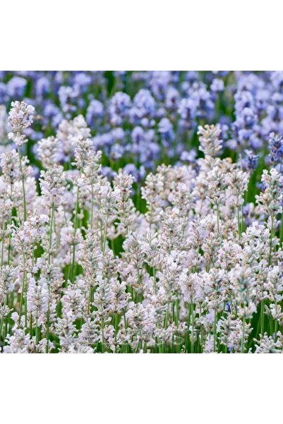 AnkaBahçe Beyaz Lavanta Fidanı