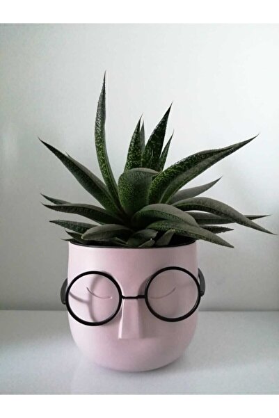 HEYBENİDOLDUR Eva Dekor Profesör Gözlüklü Plastik Masa Üstü Saksı Kalemlik