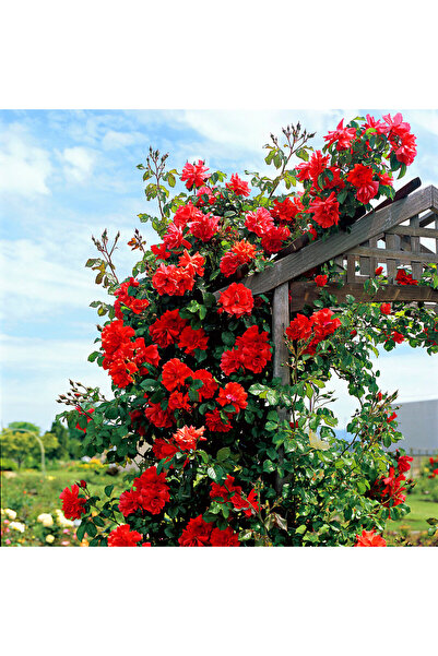 Sole Hollanda'dan Ithal Katmerli, Kokulu Sarmaşık Gül Tohumu(25 TOHUM)