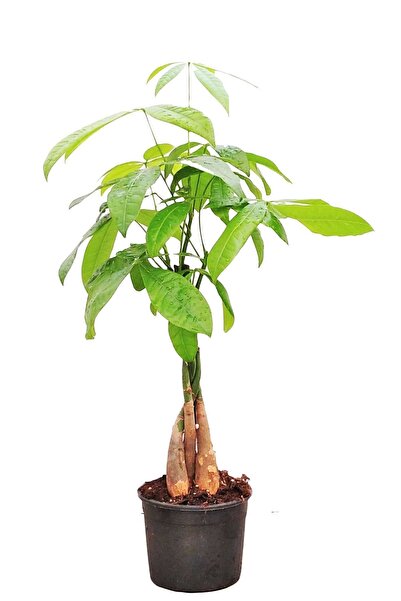 Bizim Bahçe Çiçekçilik Pachira - Para Ağacı - Ev Ofis Salon Bitkisi