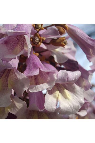 mutbirlik Dünya'nın En Hızlı Büyüyen Ağacı Pembe Paulownia Fidesi -5adet-