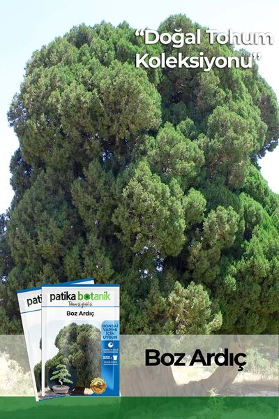 Patika Botanik 20 Adet Boz Ardıç Tohumu