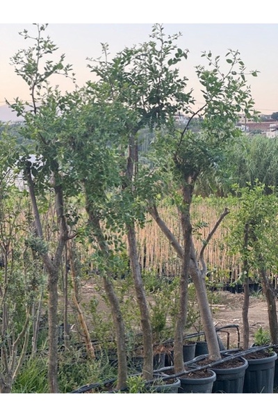 ASES 10 YAŞ İRİ MEYVELİ HÜNNAP FİDANI BOY 250 CM