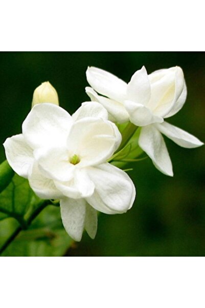 Bitkim Sende Jasminum Sambac Maid Of Orleans Ful Yasemin Fidanılı 40-60 Cm
