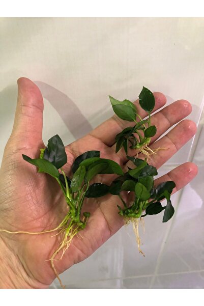 Anubias petite