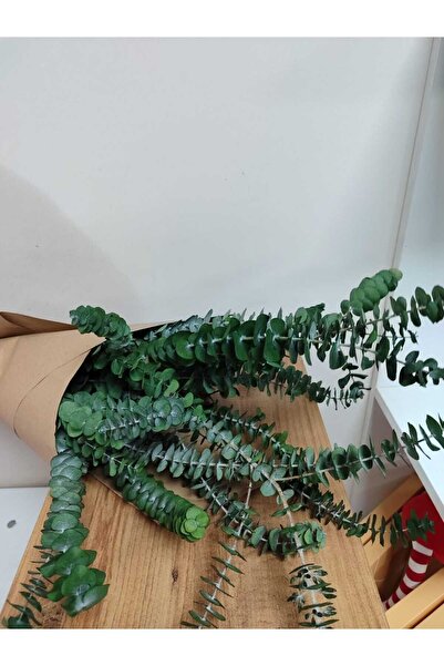 shocket plant 1.Kalite Baby Blue Şoklanmış Üreticiden Okaliptus Demet