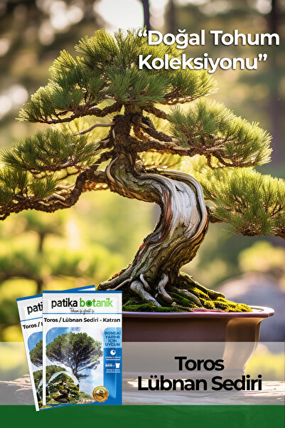 Patika Botanik 20 Adet Toros Sediri Ağaç Tohumu