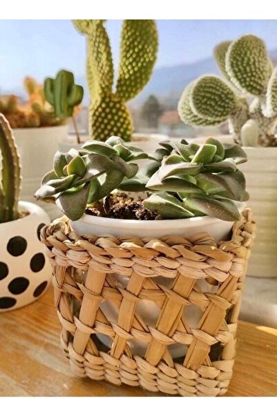 afralya home Hasır El Yapımı Kare Saksı Saksılık Küçük Boy 10 Cm