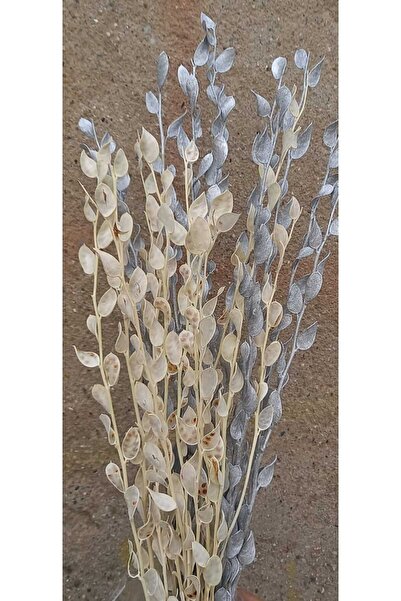 kutmen BEYAZ VE GÜMÜŞ YALDIZ   SEDEF ÇİÇEĞİ 20 DAL (KURU ÇİÇEK)