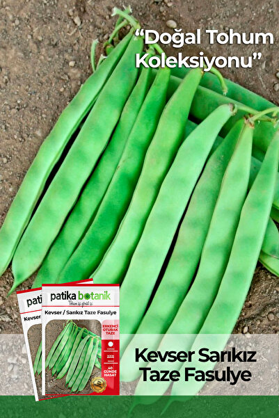 Patika Botanik 50 Adet Kevser (SARI KIZ) Oturak Fasulye Tohumu