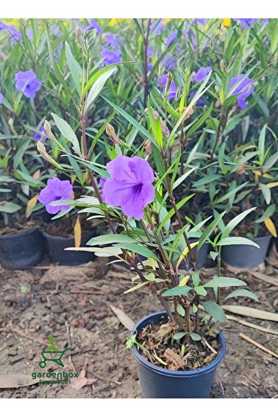 Mexican Petunia Purple Color 1 Potted 30-60Cm Garden Flower