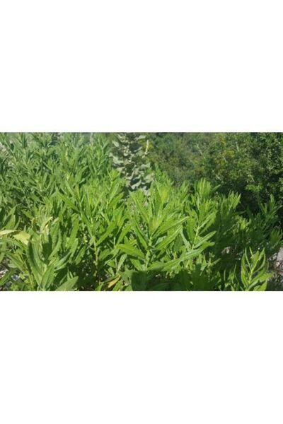 Akhisar Lokman Hekim Andız Otu Macunu Akhisar, Yapışkan, Hakiki Doğal