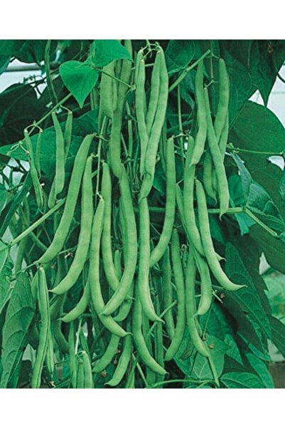 AGRODAL TARIM Ata Tohumu Yerli Doğal Taze Sırık Fasulye Aslı 50 Adet Tohum