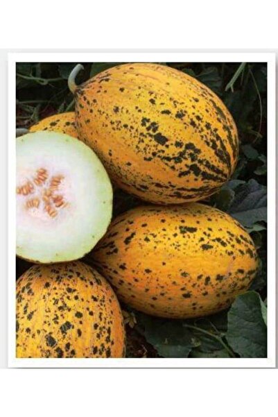 AGRODAL TARIM Ata Tohumu Yerli Doğal Kışlık Kavun 589-kırkağaç 100 Adet Tohum