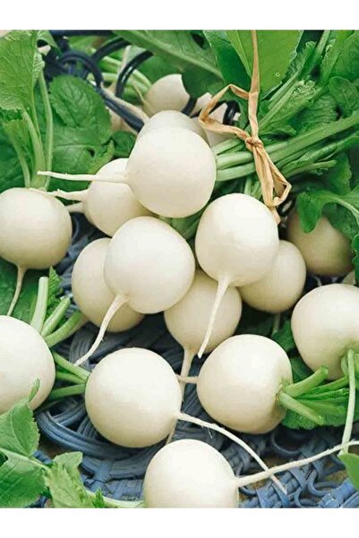 AGRODAL TARIM Ata Tohumu Yerli Doğal Beyaz Turp Tohumu 100 Ad. Sebze Tohumu