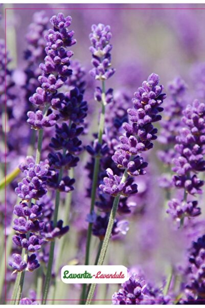 AGRODAL TARIM Lavanta Çiçeği Tohumu