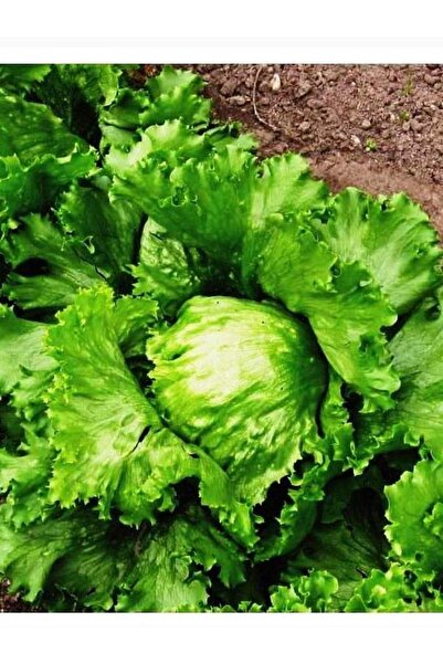 ALPAGRO MONDE Hobi Paket Yerli Doğal Göbek Marul Iceberg Great Lakes 165 Adet Sebze Tohumu