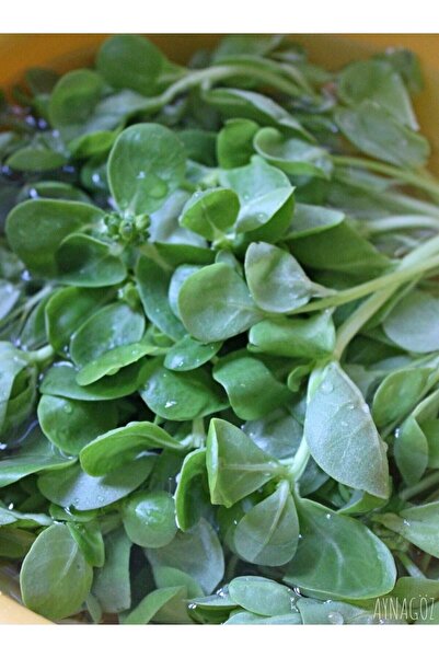 ALPAGRO MONDE Hobi Paket Yerli Doğal Anadolu Yeşil Semizotu 165 Ad. Sebze Tohumu