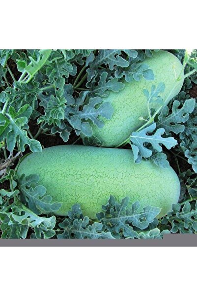 AGRODAL TARIM Nadir Bulunan Yerli Doğal Charleston Gray Karpuz 20 Adet Tohum
