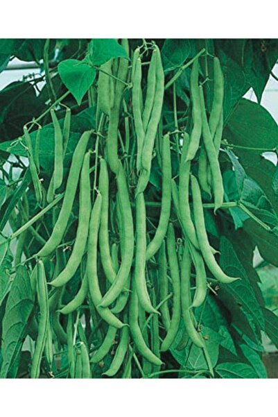 ALPAGRO MONDE Hobi Paket Yerli Doğal Taze Sırık Fasulye Aslı 16 Adet Tohum