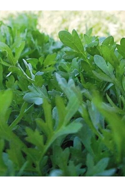 ALPAGRO MONDE Hobi Paket Yerli Doğal Yeşillik Kıl Tere 165 Ad. Sebze Tohumu