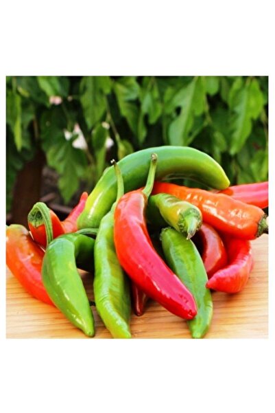 AGRODAL TARIM Ata Tohumu Yerli Çok Acı Hatay Biberi 100 Ad Doğal Tohum