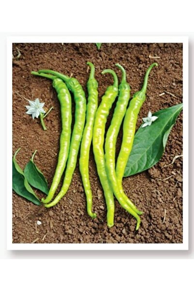 AGRODAL TARIM Ata Tohumu Yöresel Yerli Doğal Sivri Biber Acı Ilıca 100 Adet T...