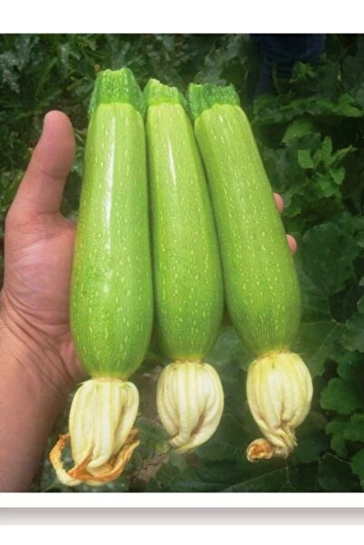 AGRODAL TARIM Ata Tohumu Yerli Doğal Aşlık Dolma Kabak Tohumu 20 Adet Tohum