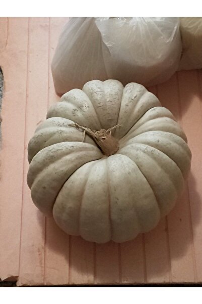 AGRODAL TARIM Ata Tohumu Yerli Doğal Kışlık Balkabağı 20 Ad. Sebze Tohumu