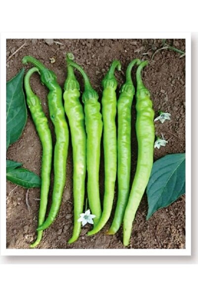 AGRODAL TARIM Ata Tohumu Doğal Tatlı Sivri Çetinel Biber 1000 Adet Yerli Tohum